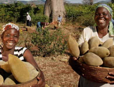 baobab