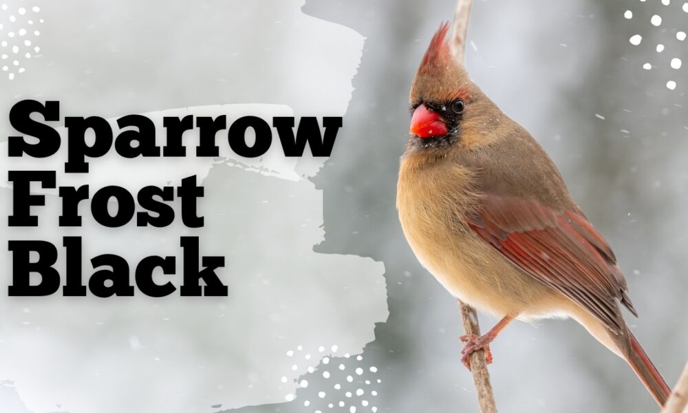 sparrow frost black